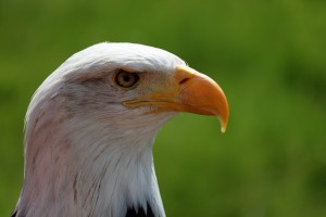 bald-eagle-portrait-white-tailed-eagle-adler-38998